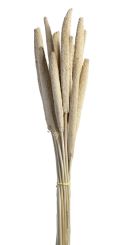 Leonardo Bund/15 Babala 60 Natur Salerno 